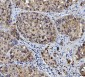 Anti-FEN1 Antibody Picoband™ (monoclonal, 7D11D7)